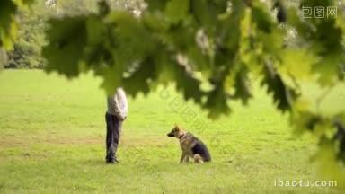 男子和宠物犬训练师与德国牧羊犬或阿尔萨斯犬一起喂食和锻炼